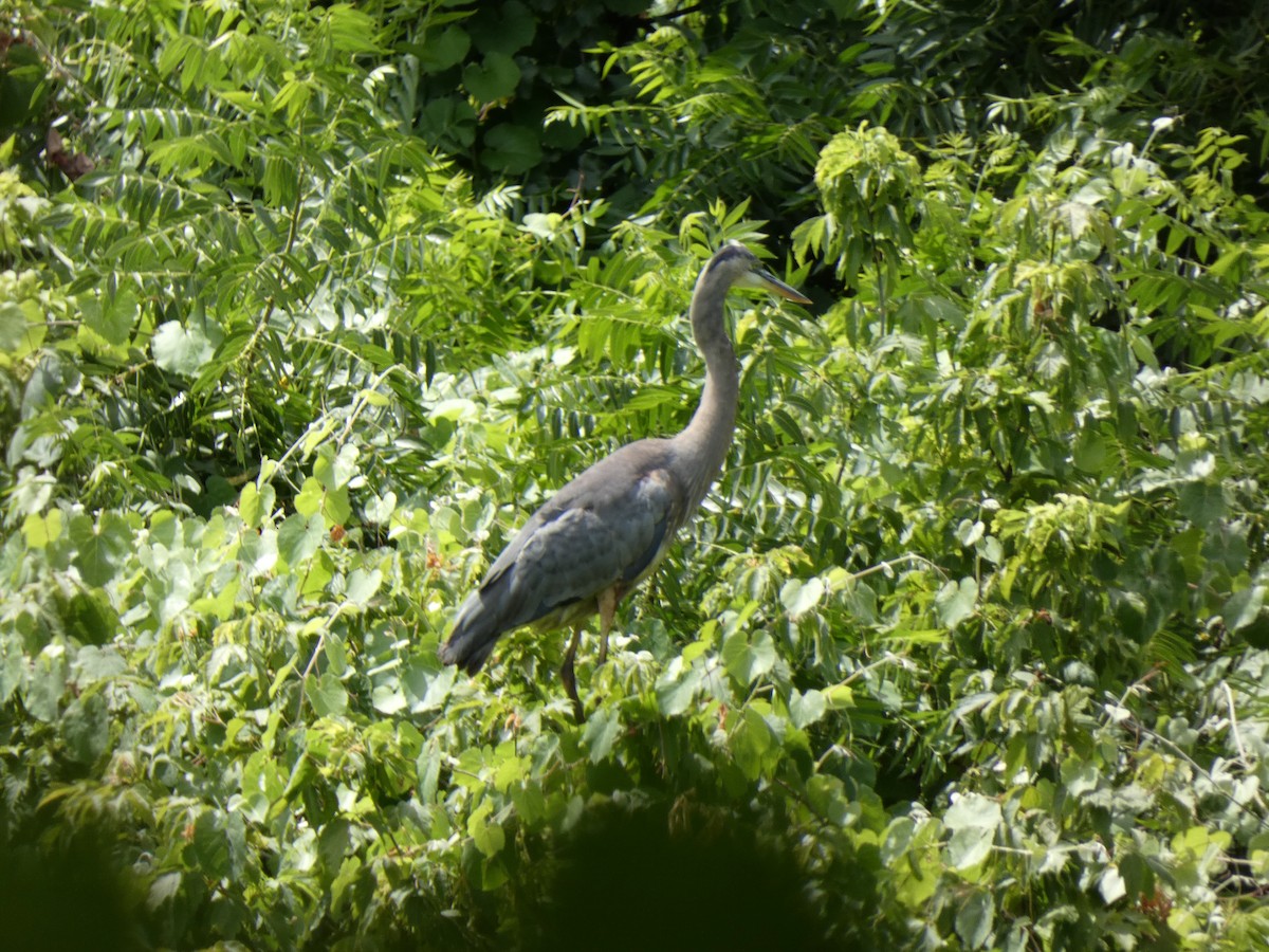 Great Blue Heron - ML620553658