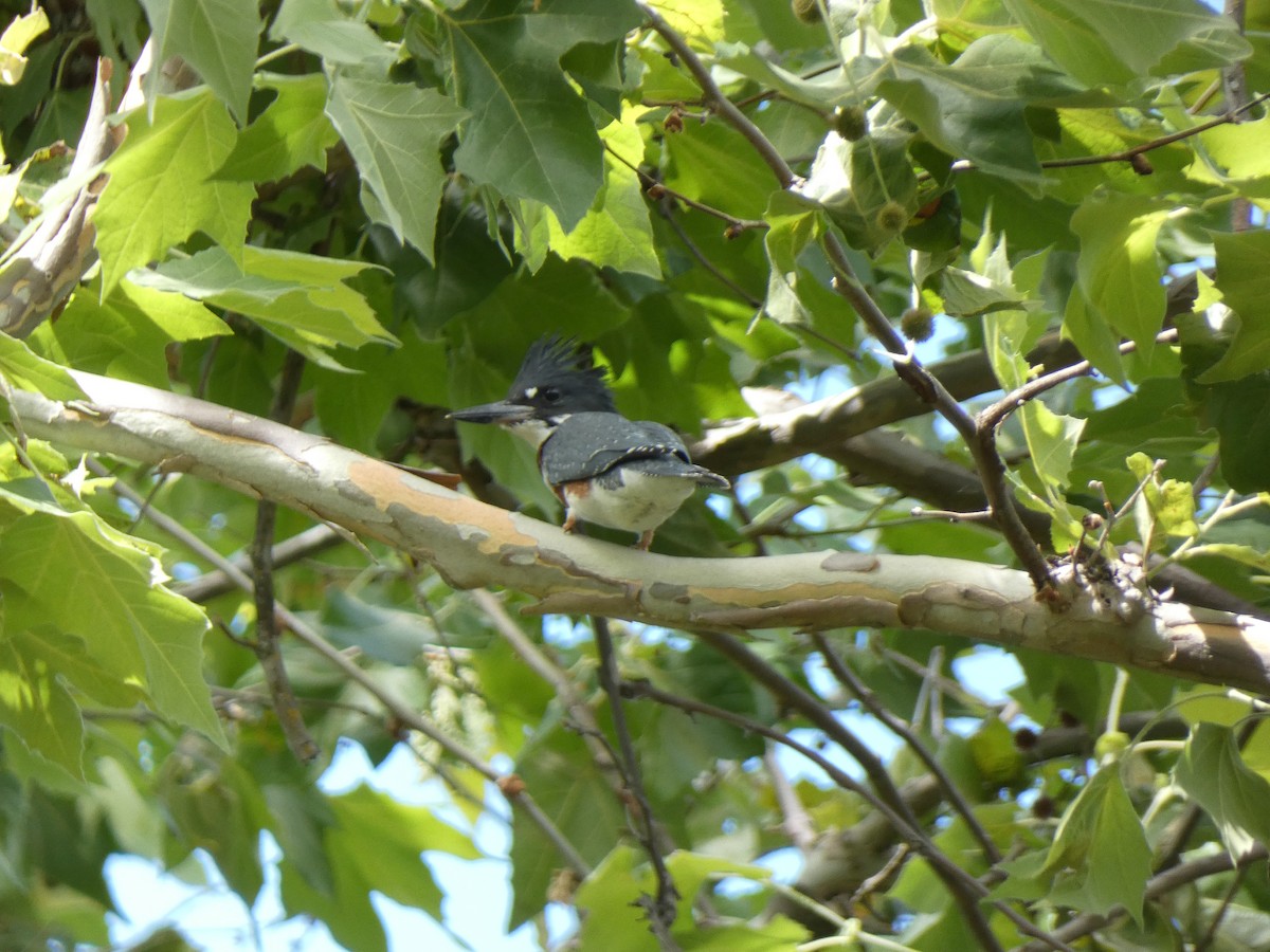 Belted Kingfisher - ML620553660