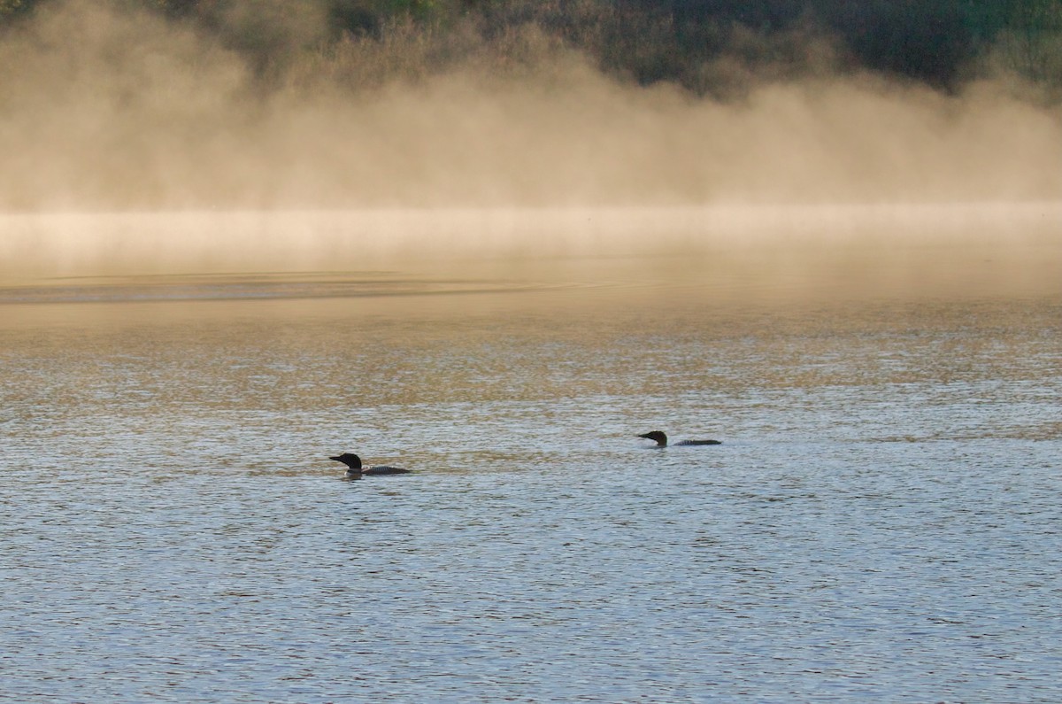 Plongeon huard - ML620553665