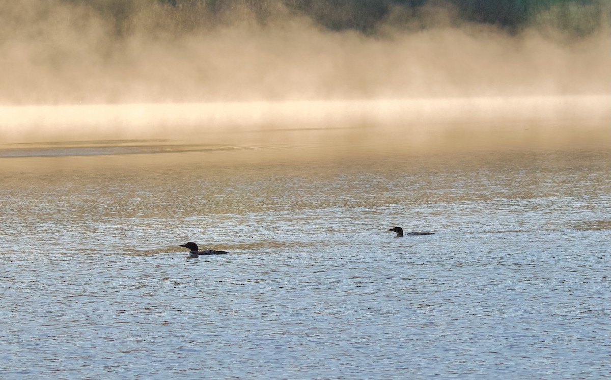 Plongeon huard - ML620553666