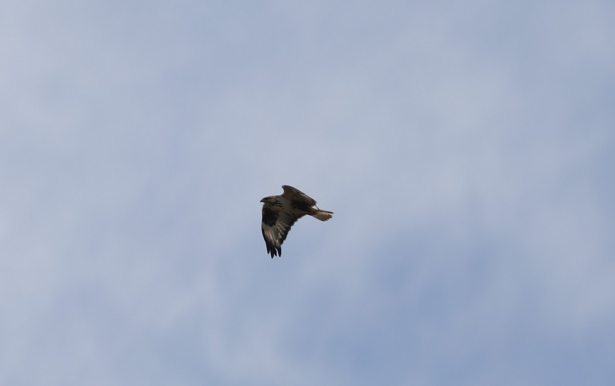 Upland Buzzard - ML620553673