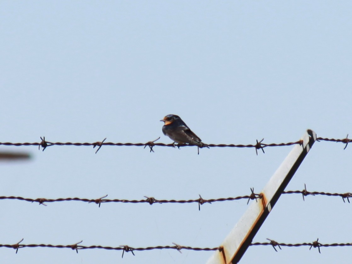 Cliff Swallow - ML620553713