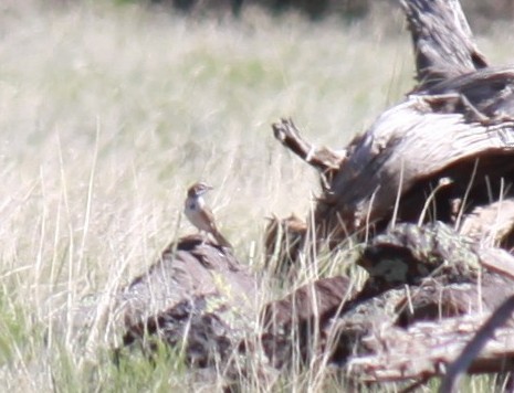 Lark Sparrow - ML620553717