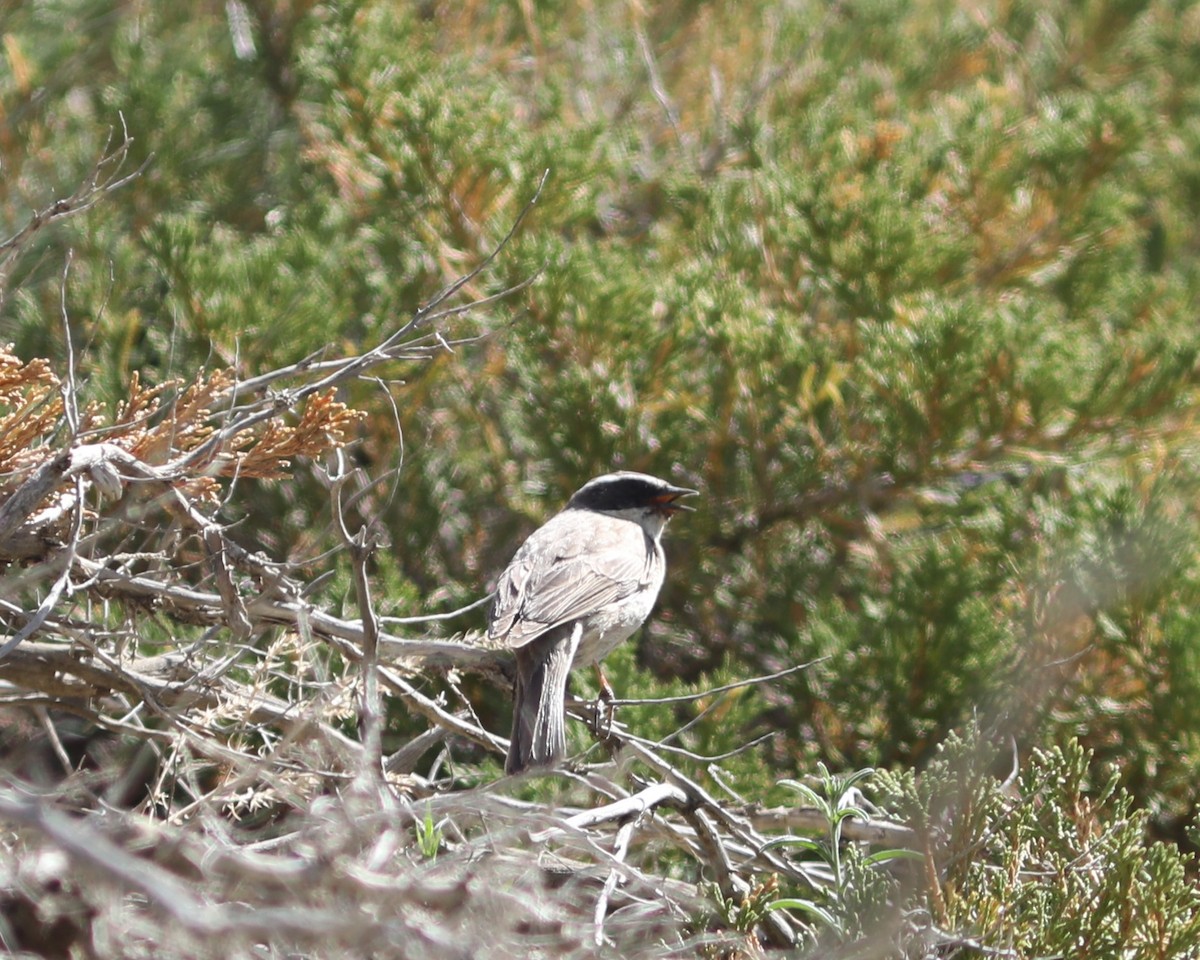 Mongolian Accentor - ML620553727