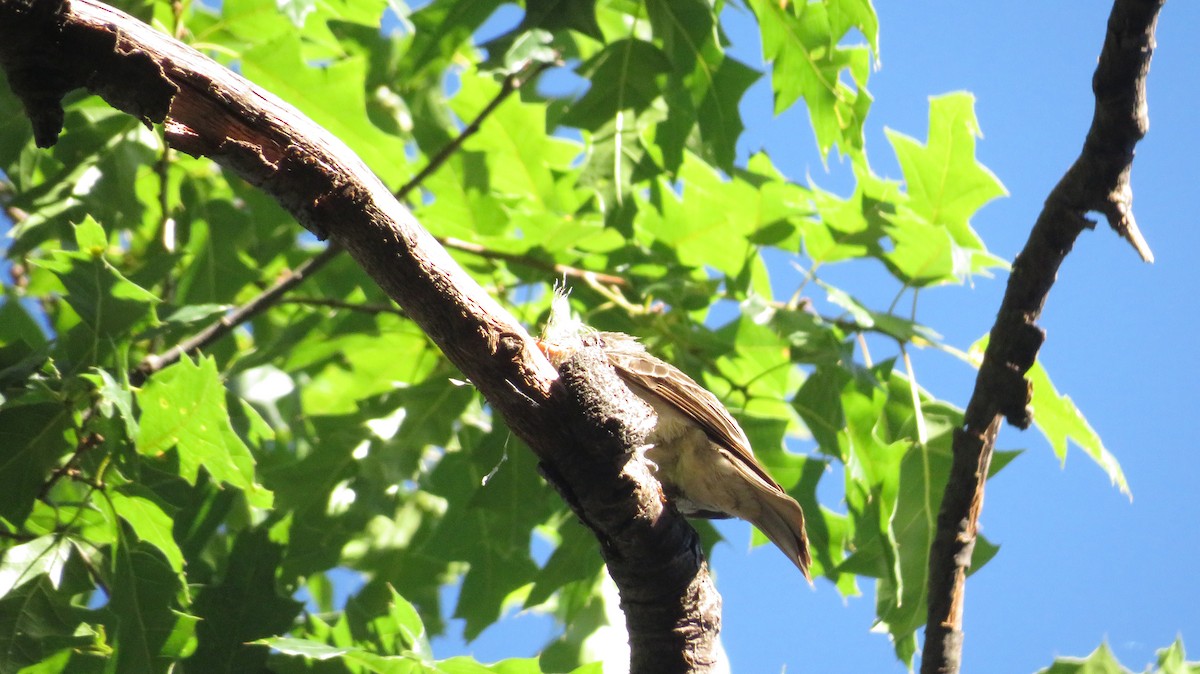 Greater Pewee - ML620553730