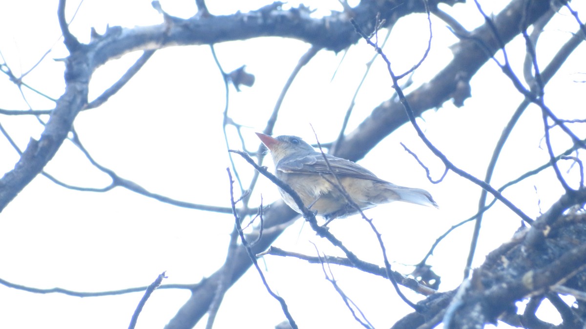 Greater Pewee - ML620553732