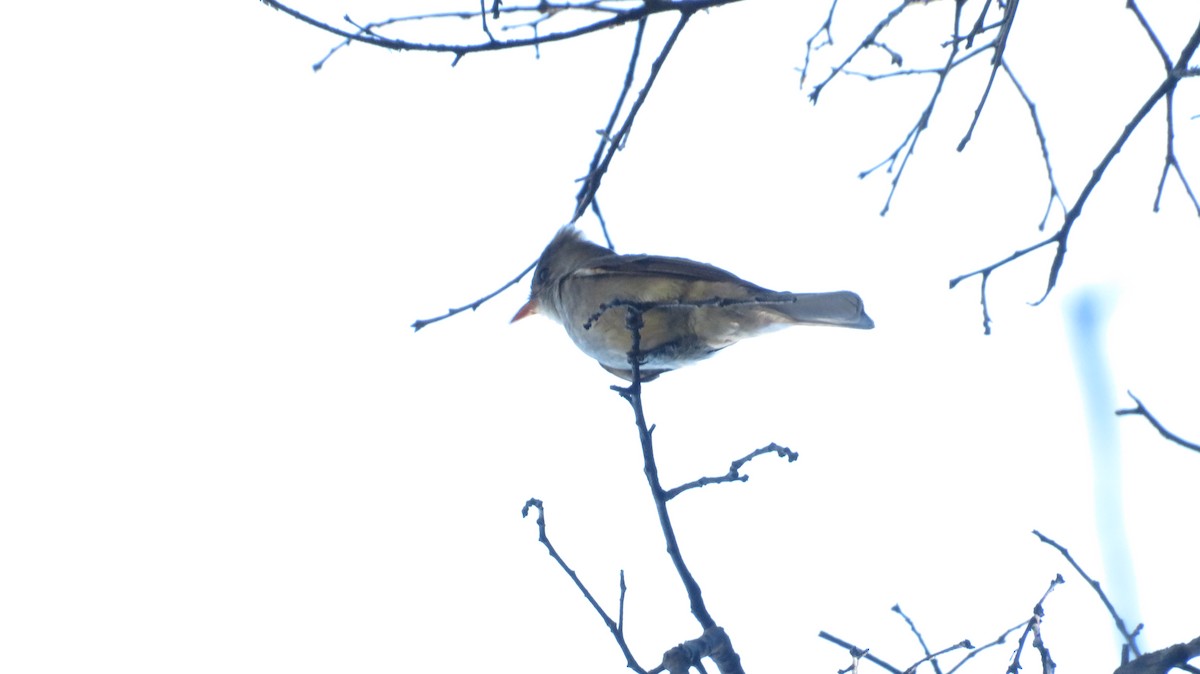 Greater Pewee - ML620553734