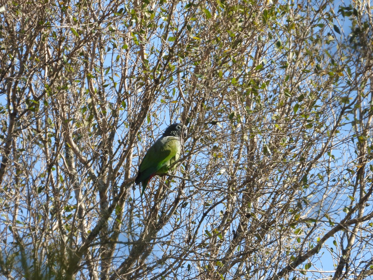 Scaly-headed Parrot - ML620553737