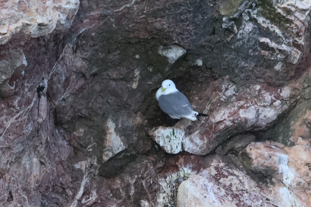 Black-legged Kittiwake - ML620553738