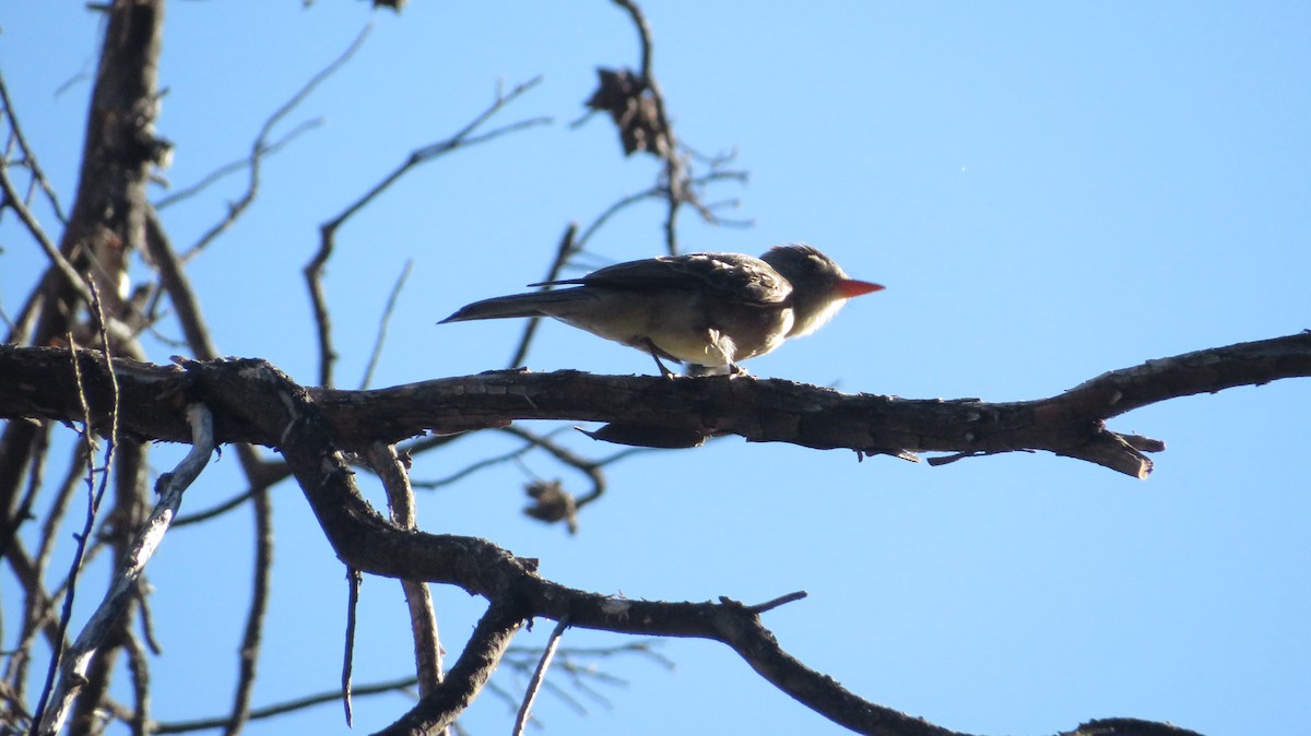 Greater Pewee - James P.