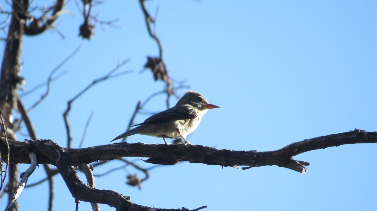 Moucherolle de Coues - ML620553745