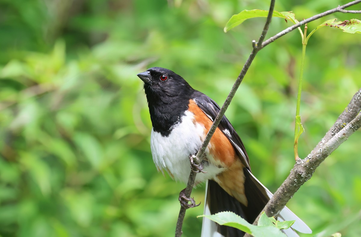 Eastern Towhee - ML620553748