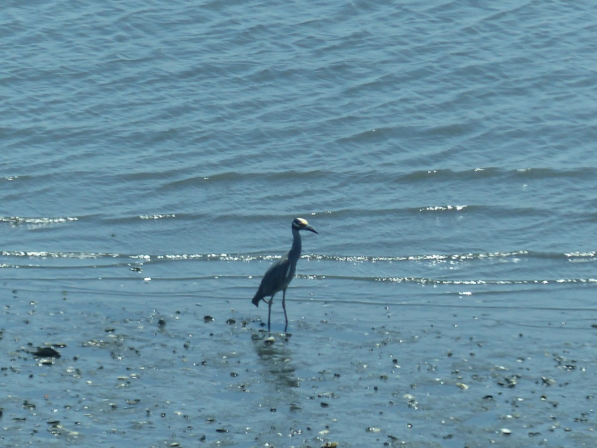 Yellow-crowned Night Heron - ML620553749