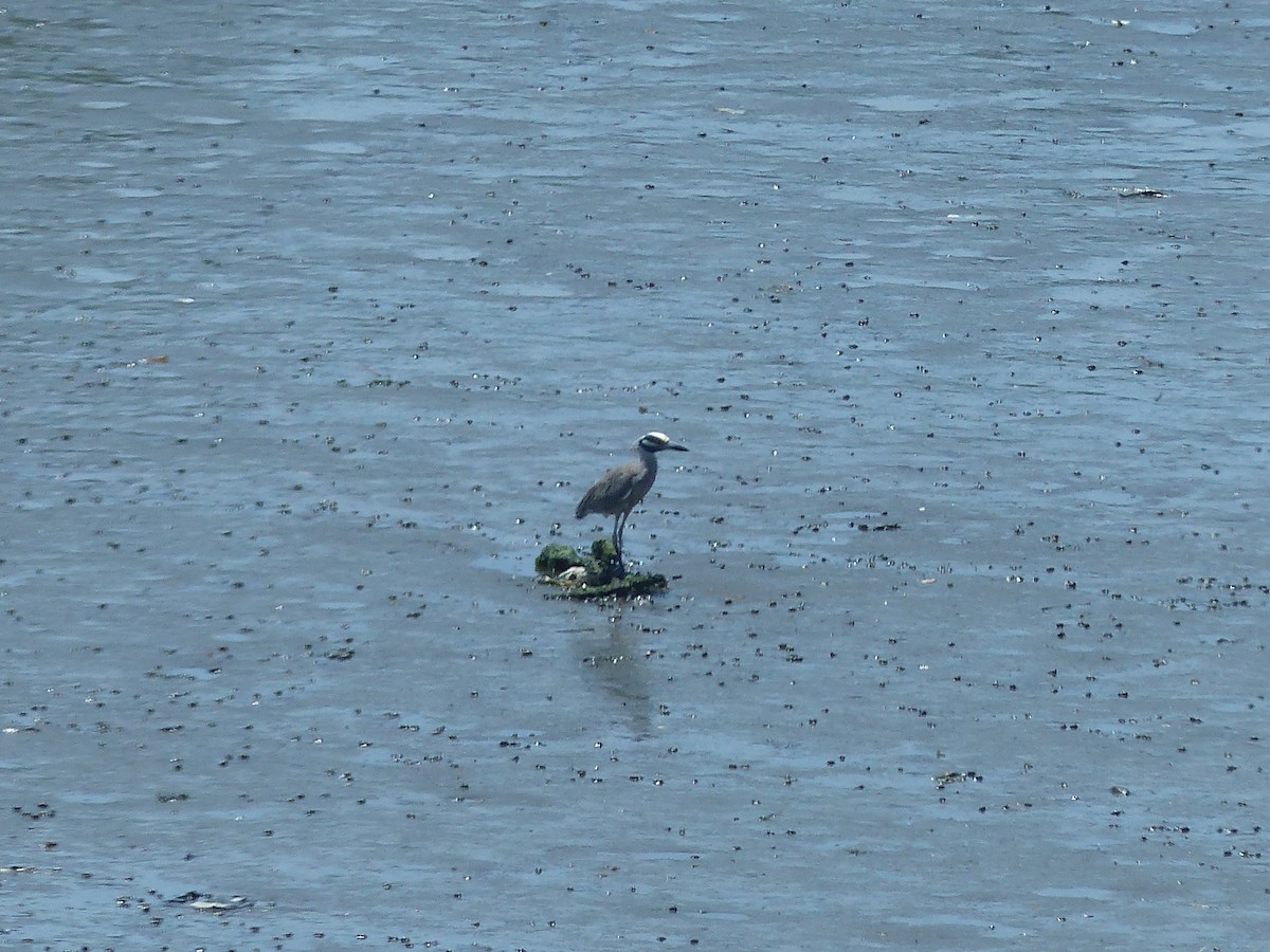 Yellow-crowned Night Heron - ML620553750