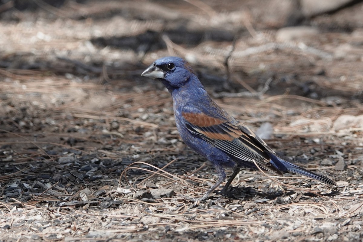 Blue Grosbeak - ML620553753