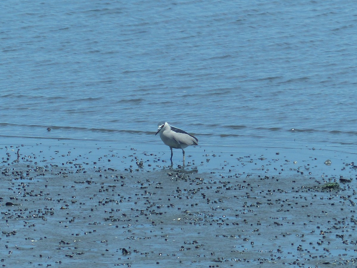 Black-crowned Night Heron - ML620553758