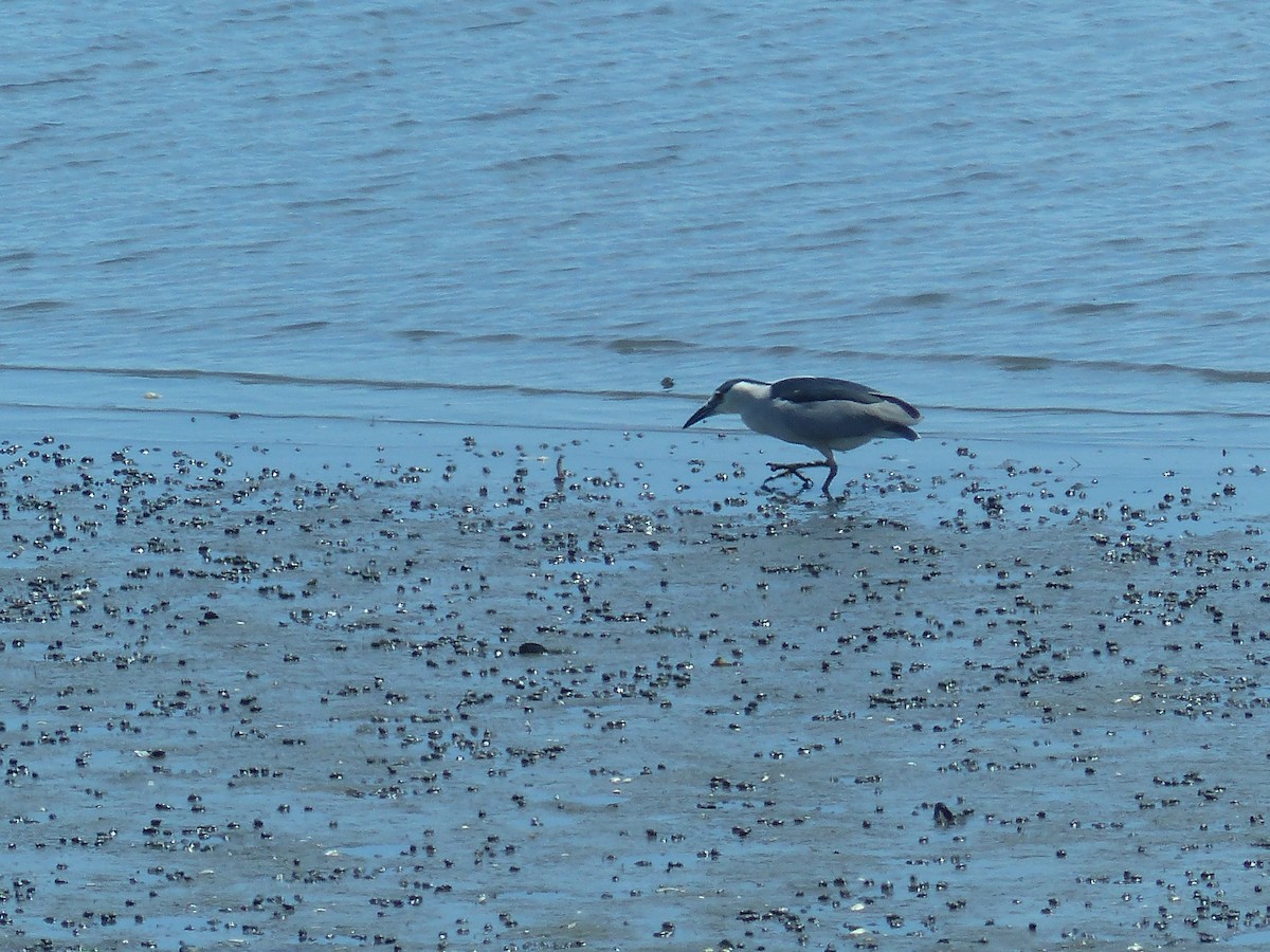 Black-crowned Night Heron - ML620553759