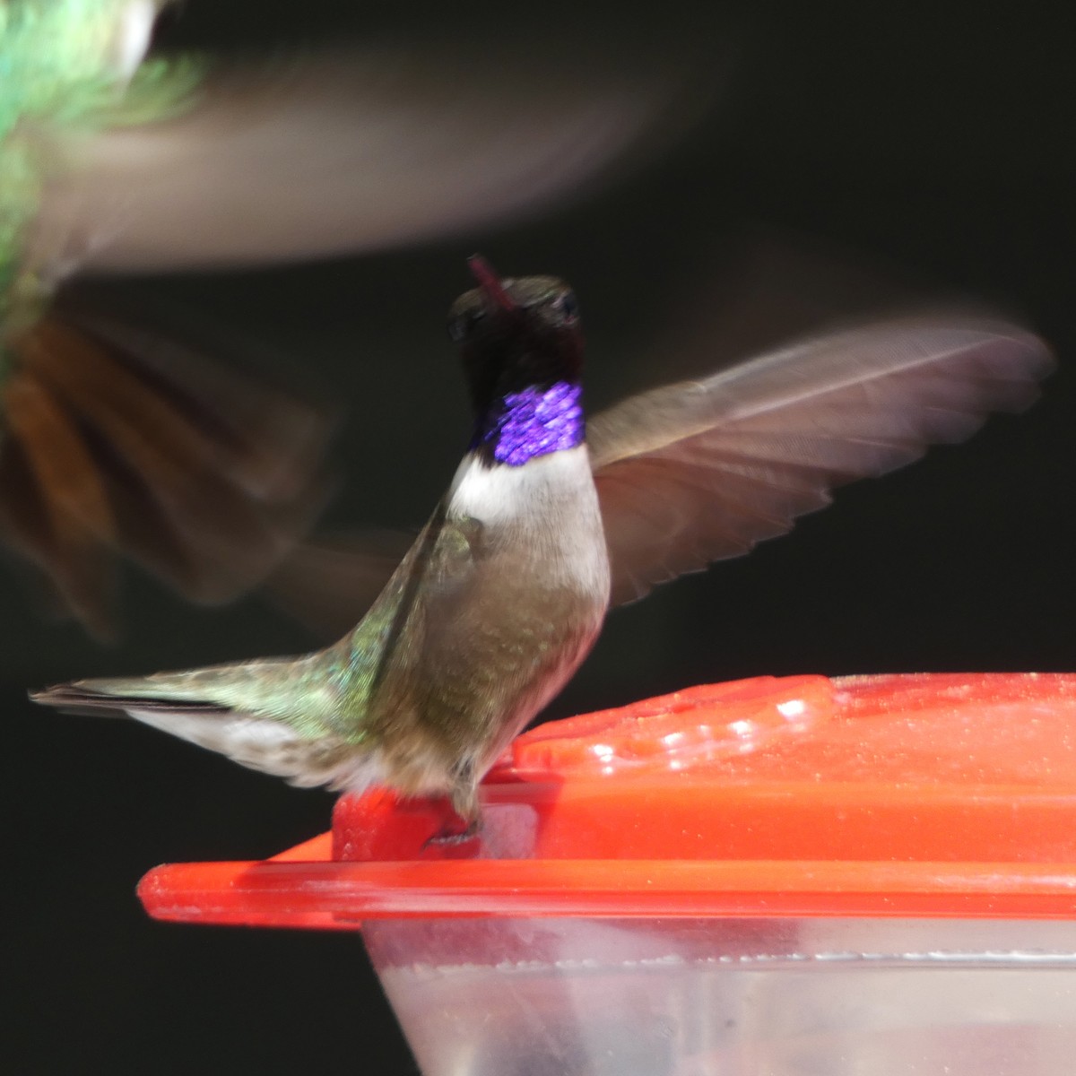 Black-chinned Hummingbird - ML620553771