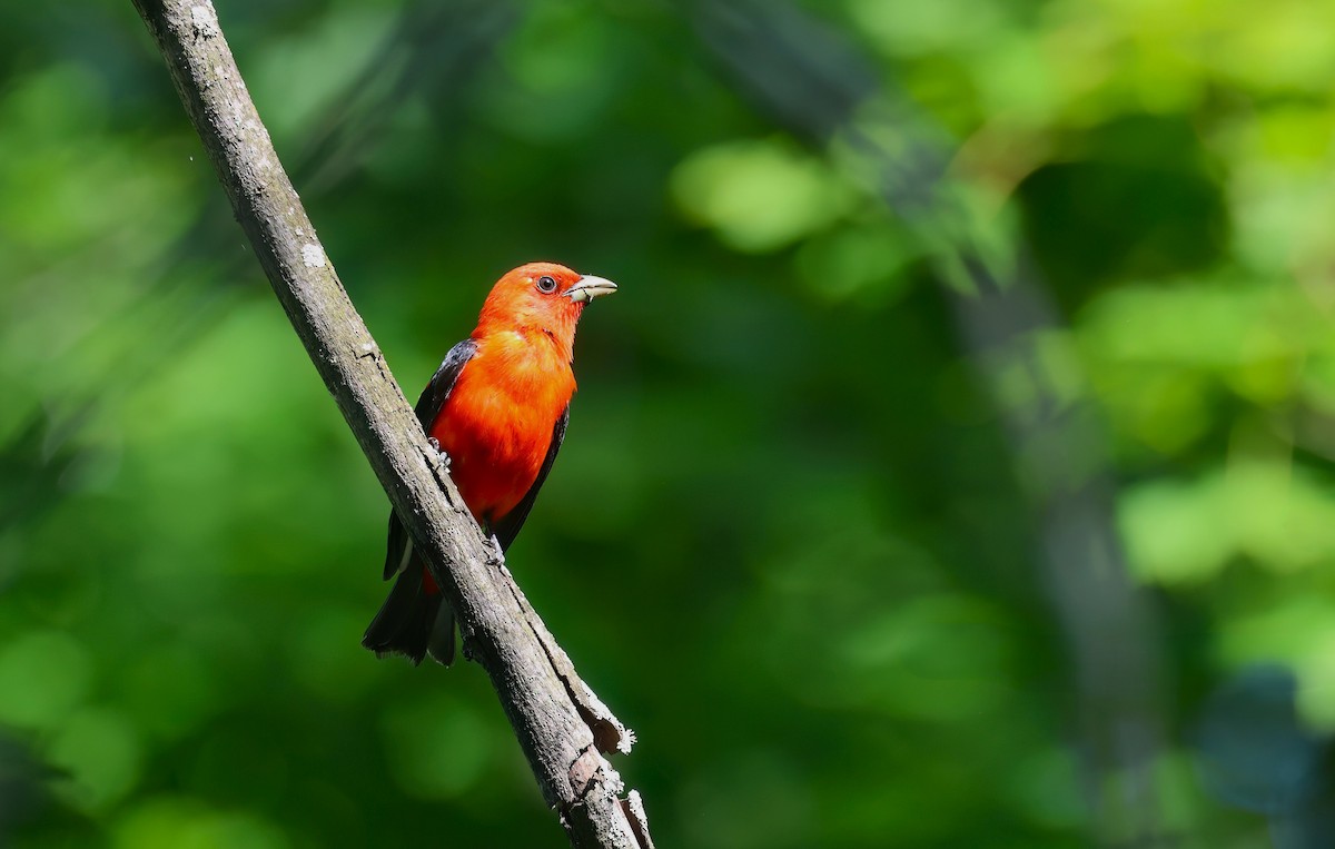 Scarlet Tanager - ML620553778