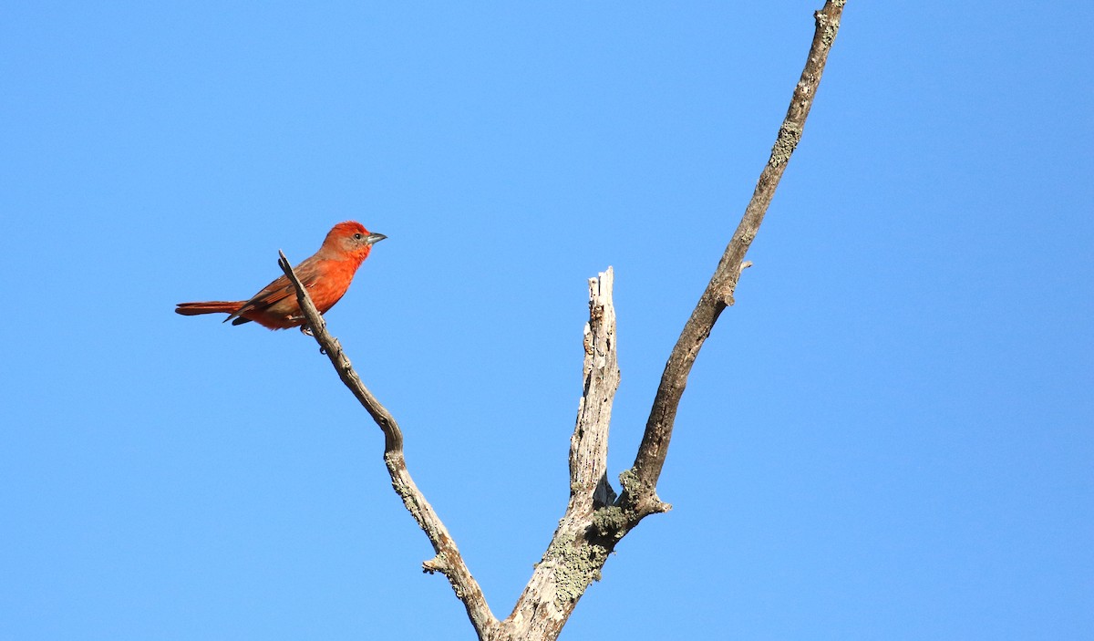 Hepatic Tanager - ML620553780