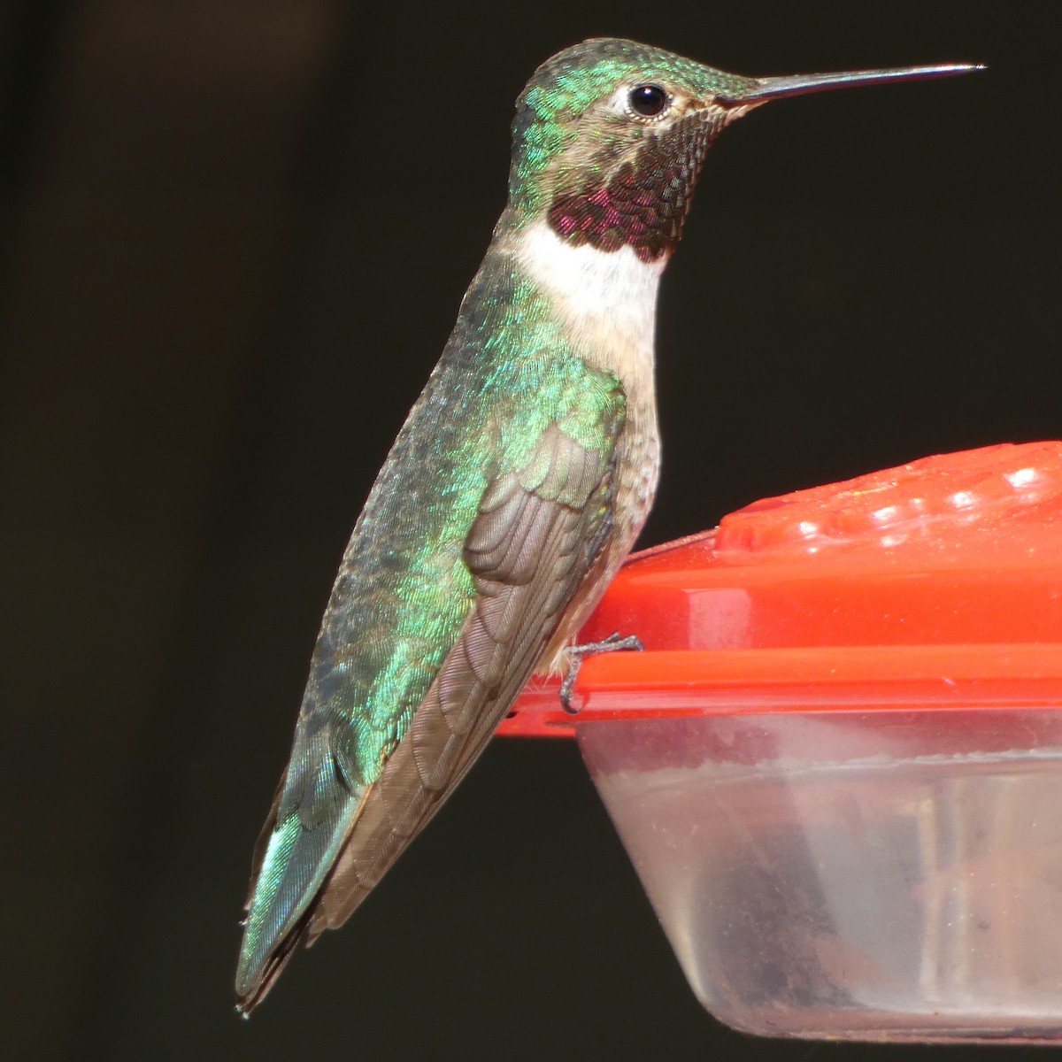 Broad-tailed Hummingbird - ML620553782