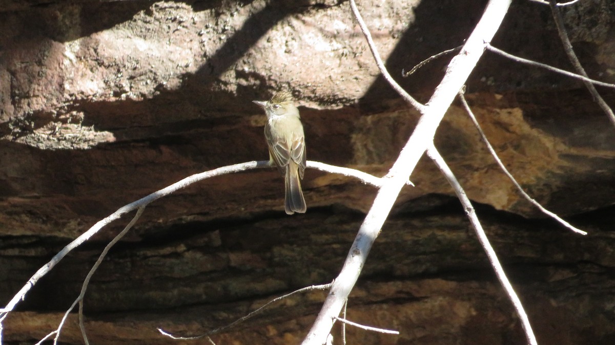 Dusky-capped Flycatcher - ML620553786