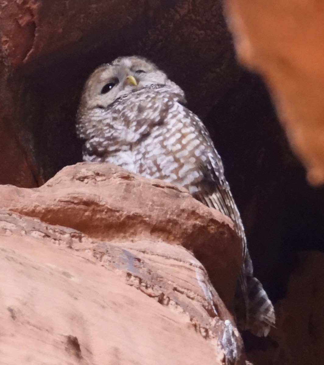 Spotted Owl - ML620553837