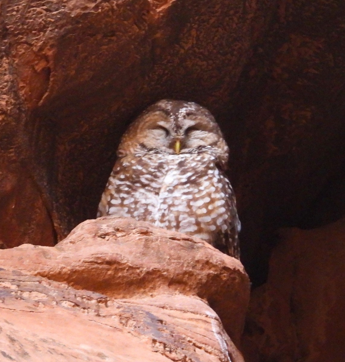 Spotted Owl - ML620553838