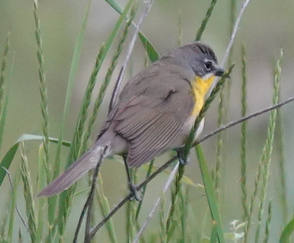 Yellow-breasted Chat - ML620553840
