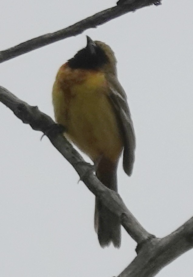 Orchard Oriole - ML620553847