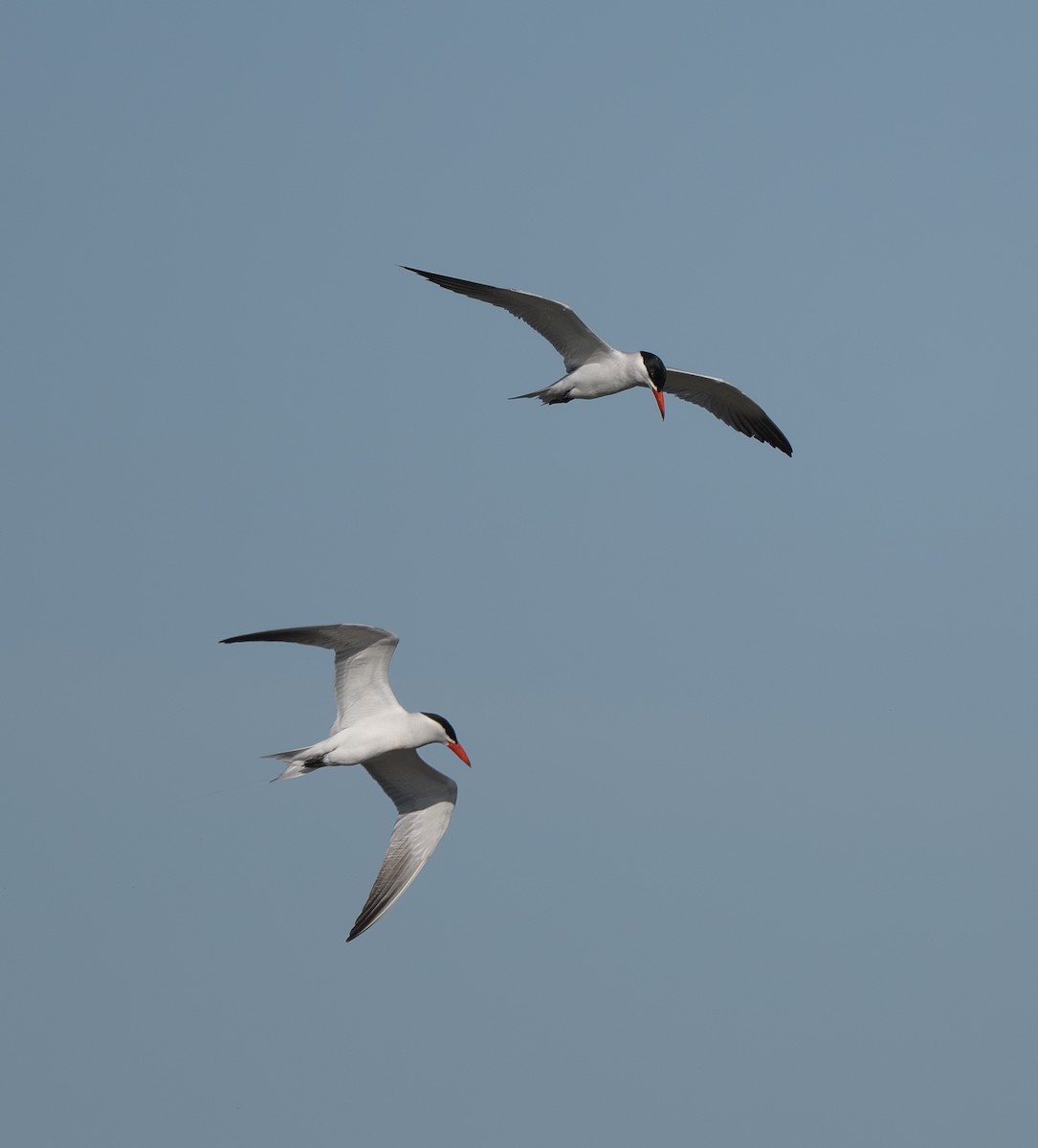 Caspian Tern - ML620553849