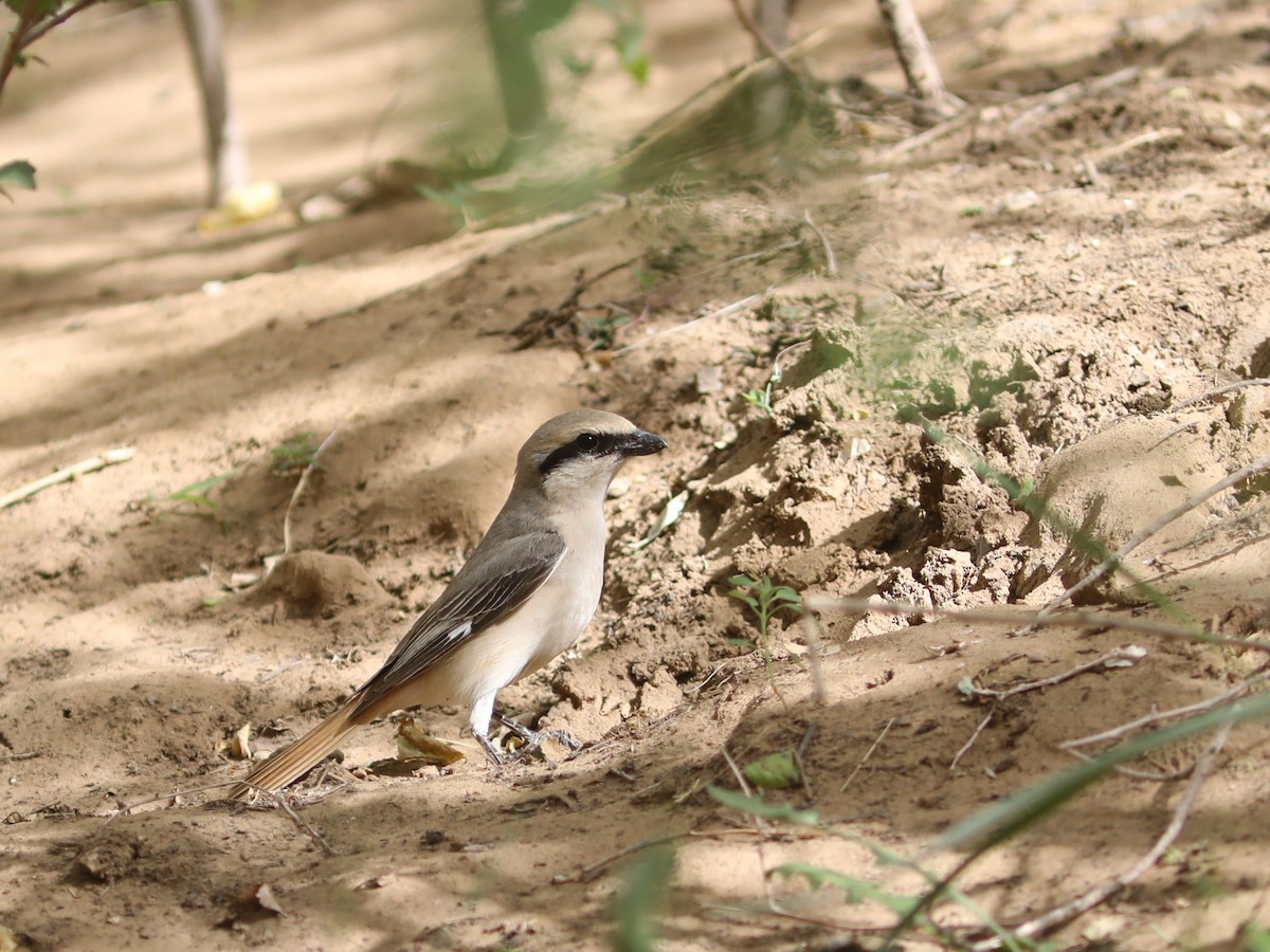 Isabelline Shrike - ML620553896