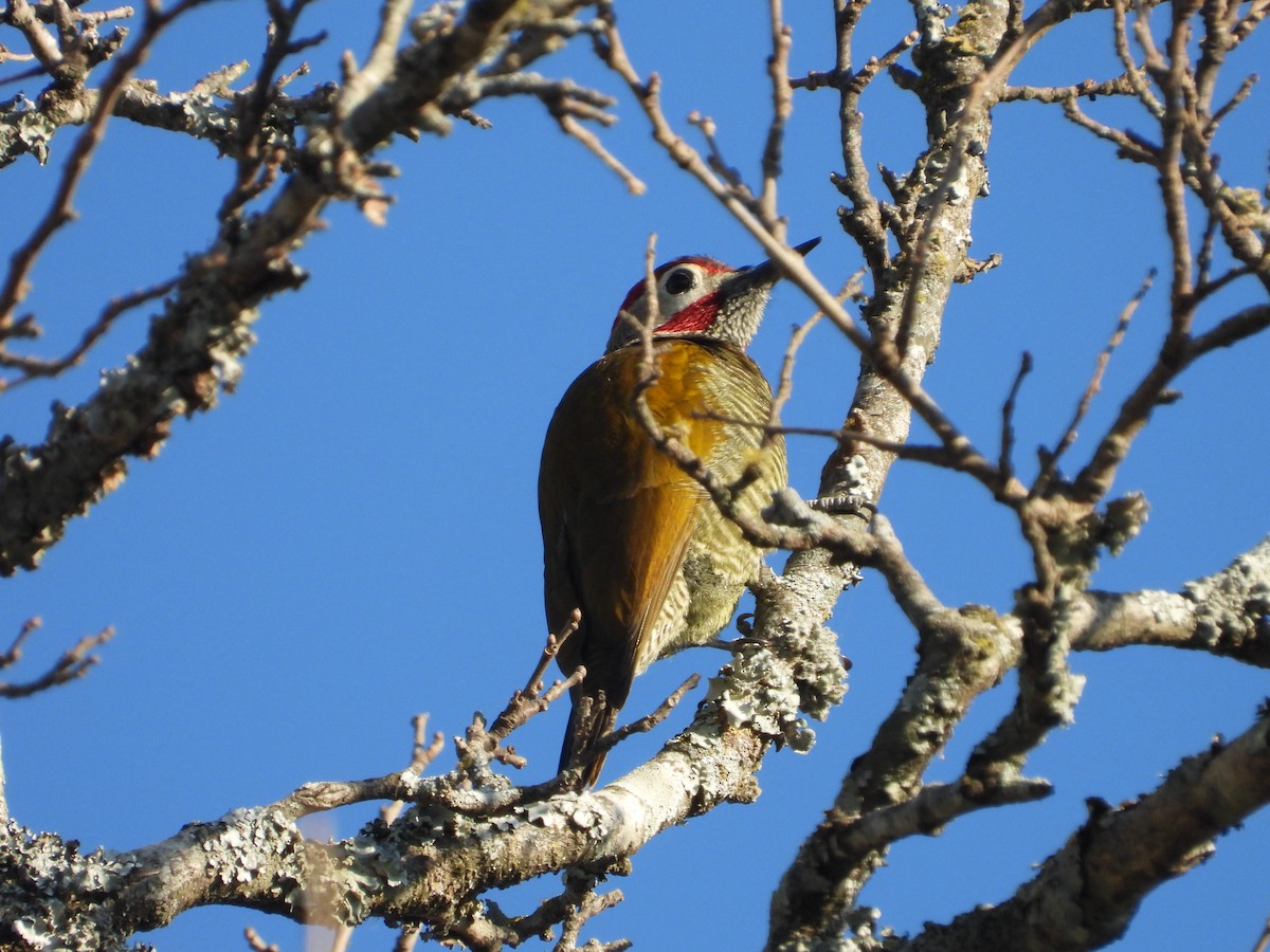 Golden-olive Woodpecker - ML620553921
