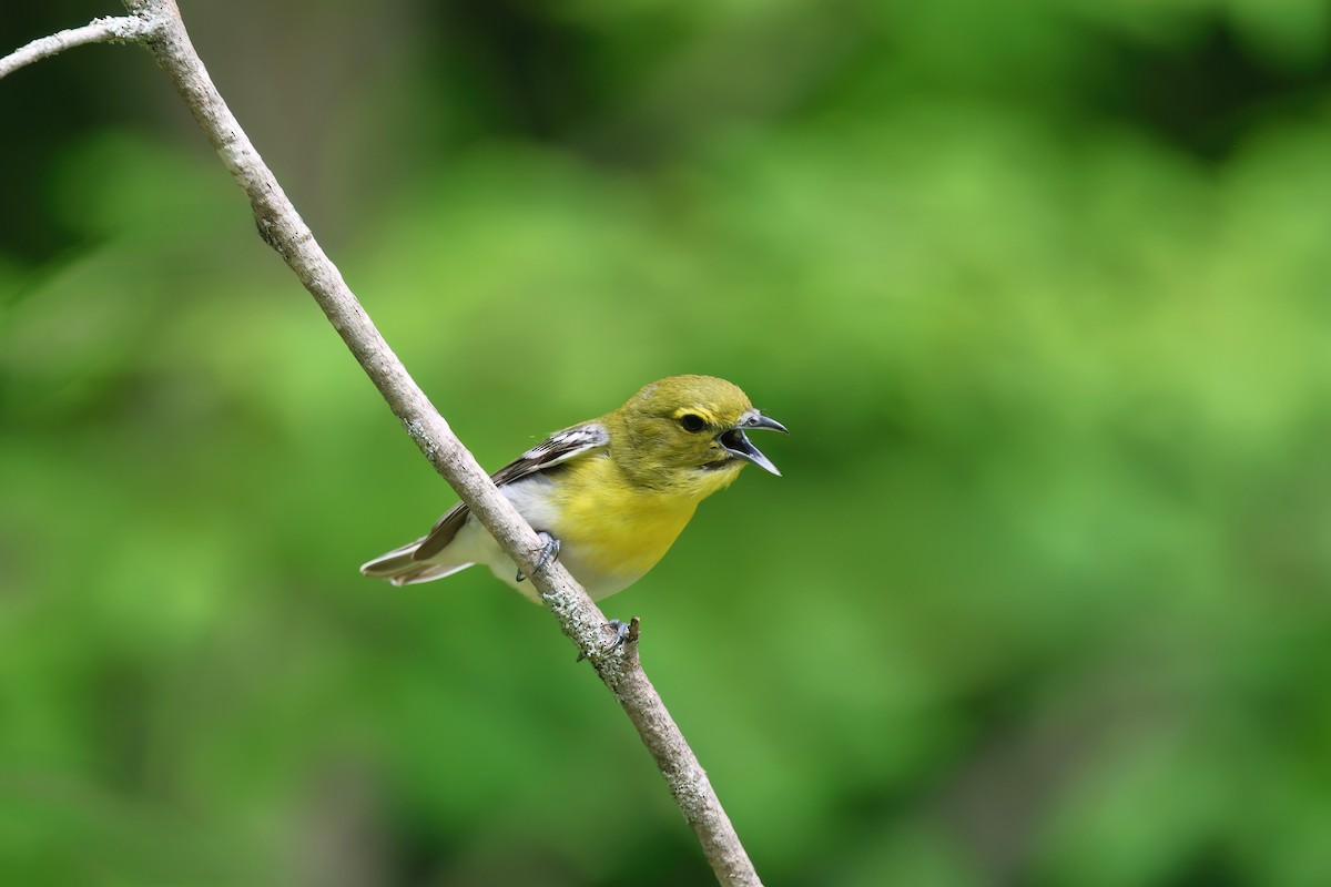 Yellow-throated Vireo - ML620553953