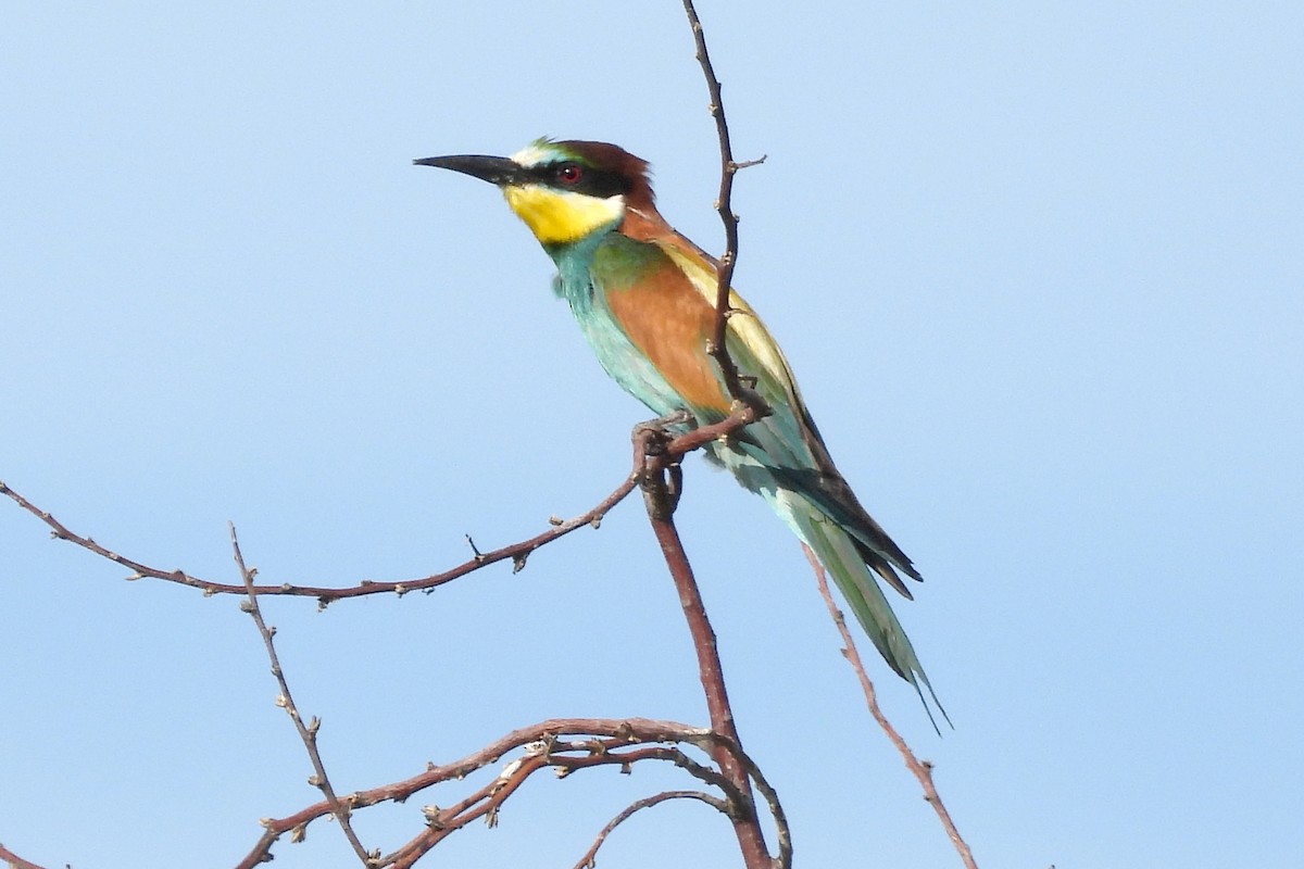 European Bee-eater - Nancy Buis