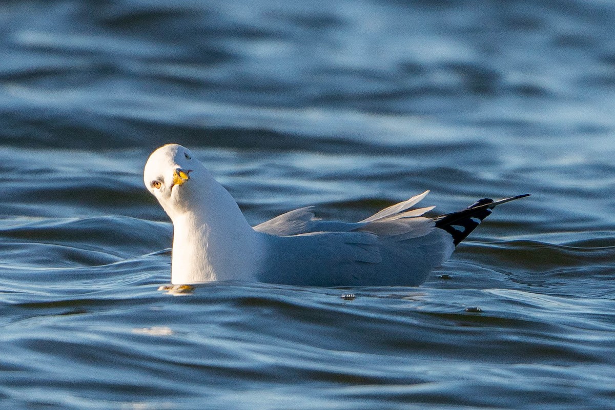 Ring-billed Gull - Matt Hoberg