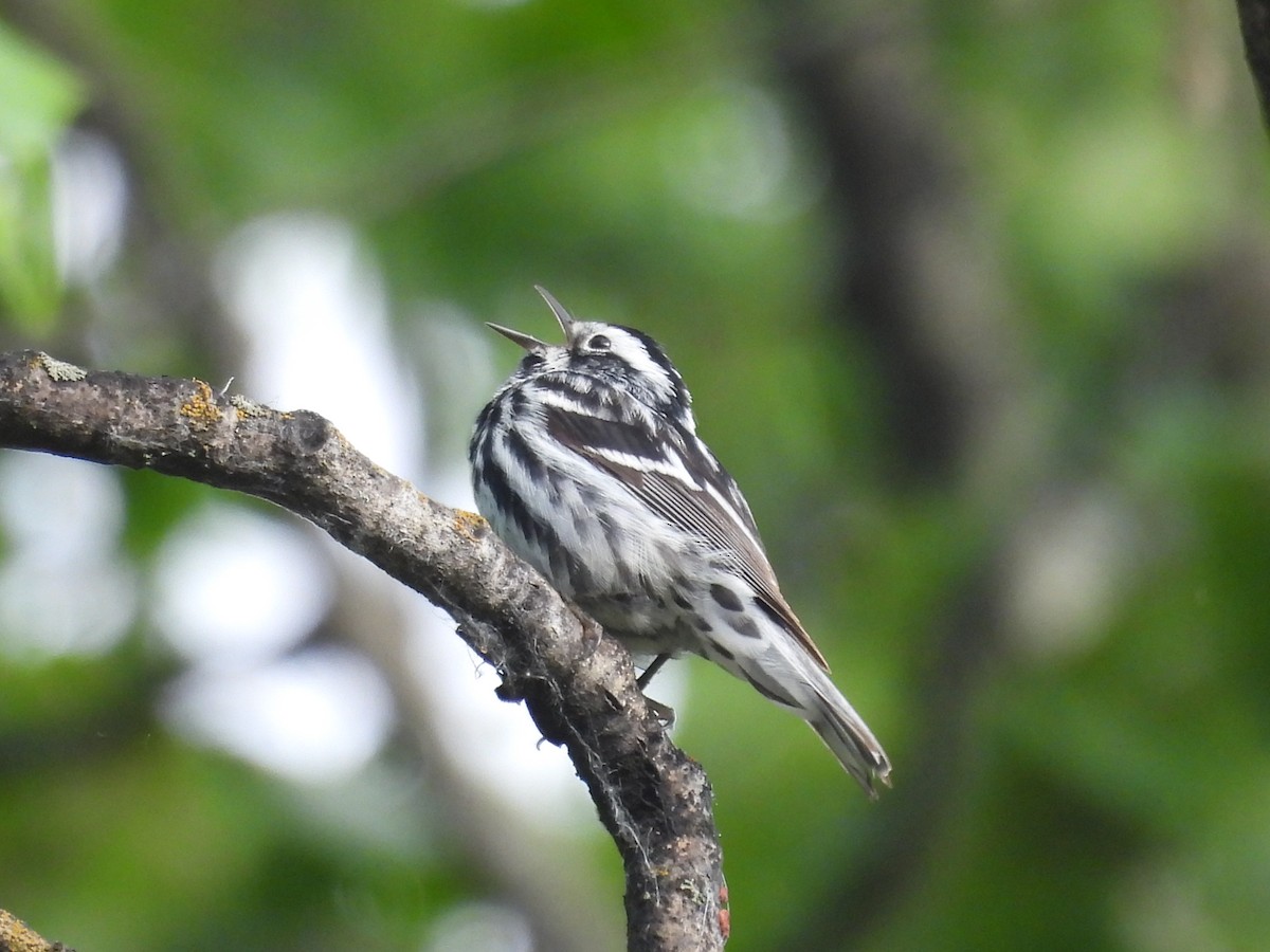 Black-and-white Warbler - ML620554024