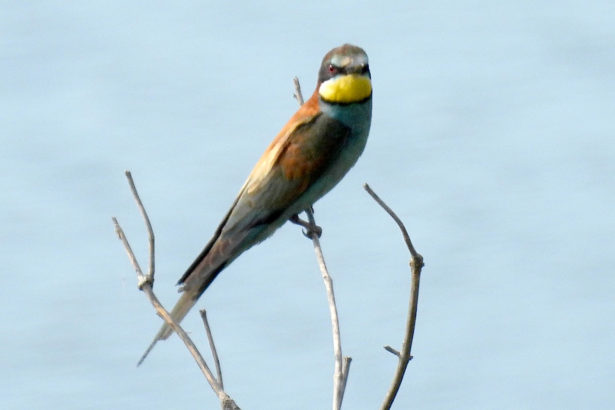 European Bee-eater - ML620554048