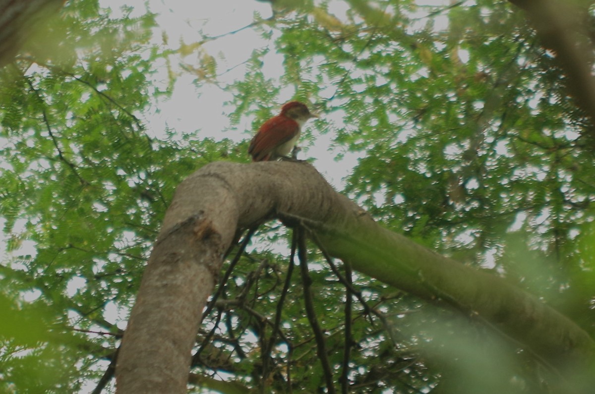 Scarlet-backed Woodpecker - ML620554049