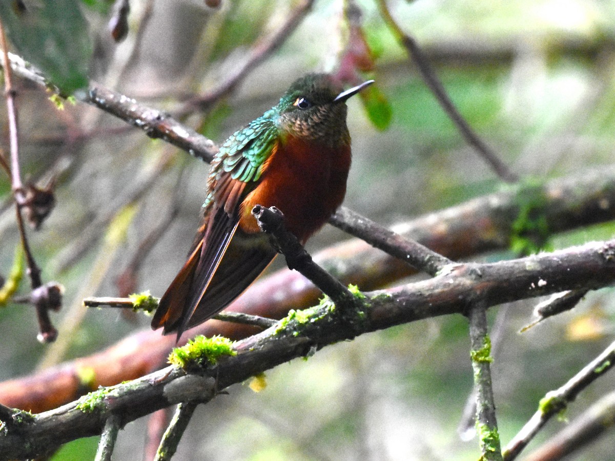 kolibřík peruánský - ML620554053