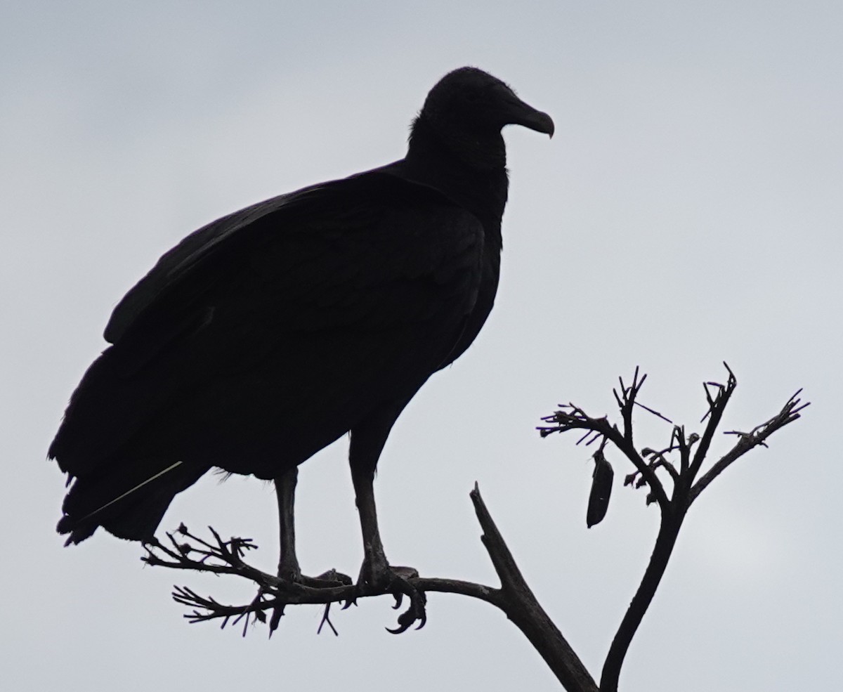 Black Vulture - ML620554074