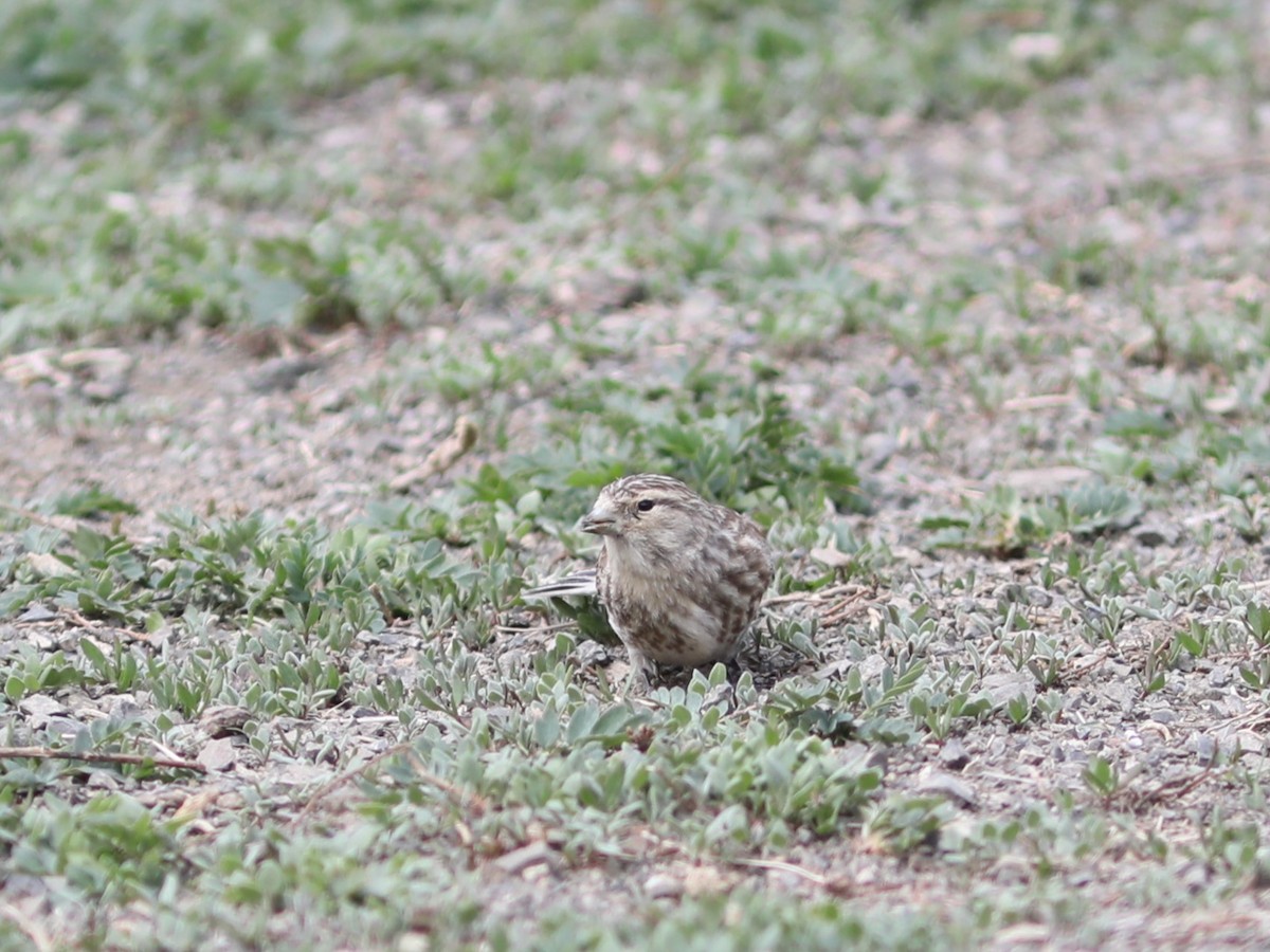 Pardillo Piquigualdo - ML620554076