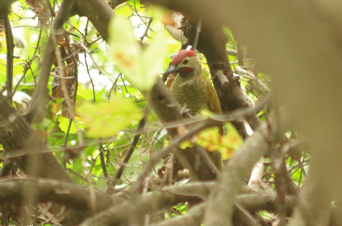 Golden-olive Woodpecker - ML620554077