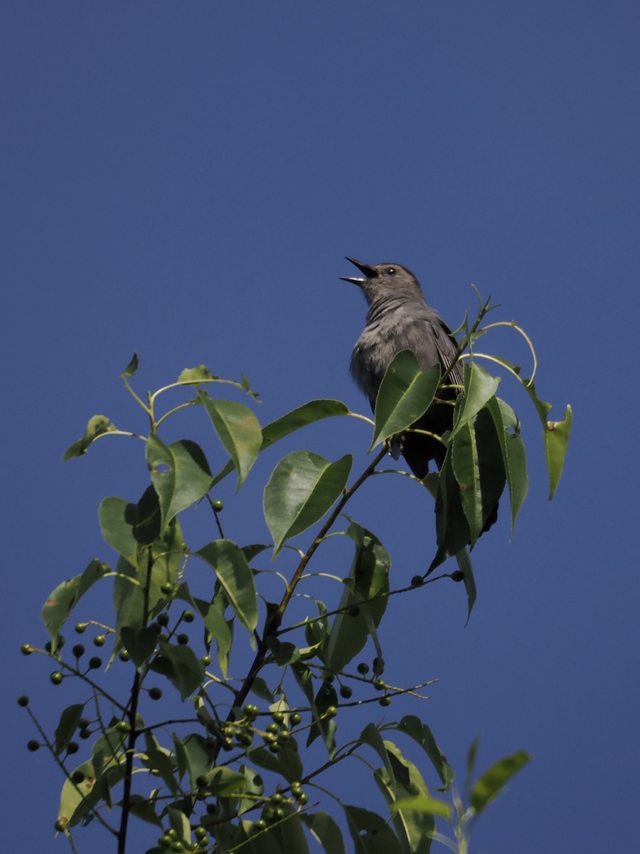 Gray Catbird - ML620554084