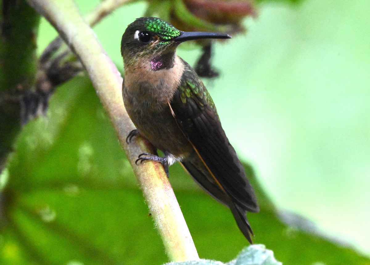 kolibřík hnědobřichý - ML620554093