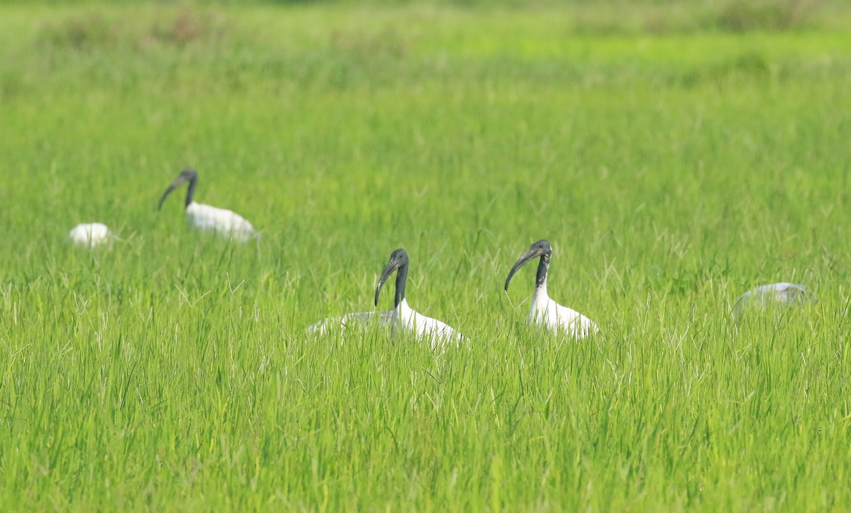 ibis černohlavý - ML620554115