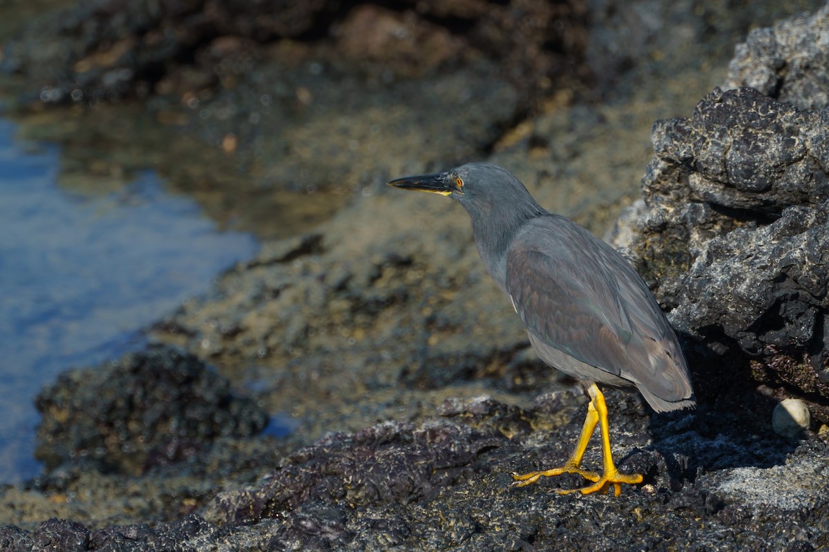 Striated Heron (Galapagos) - ML620554125