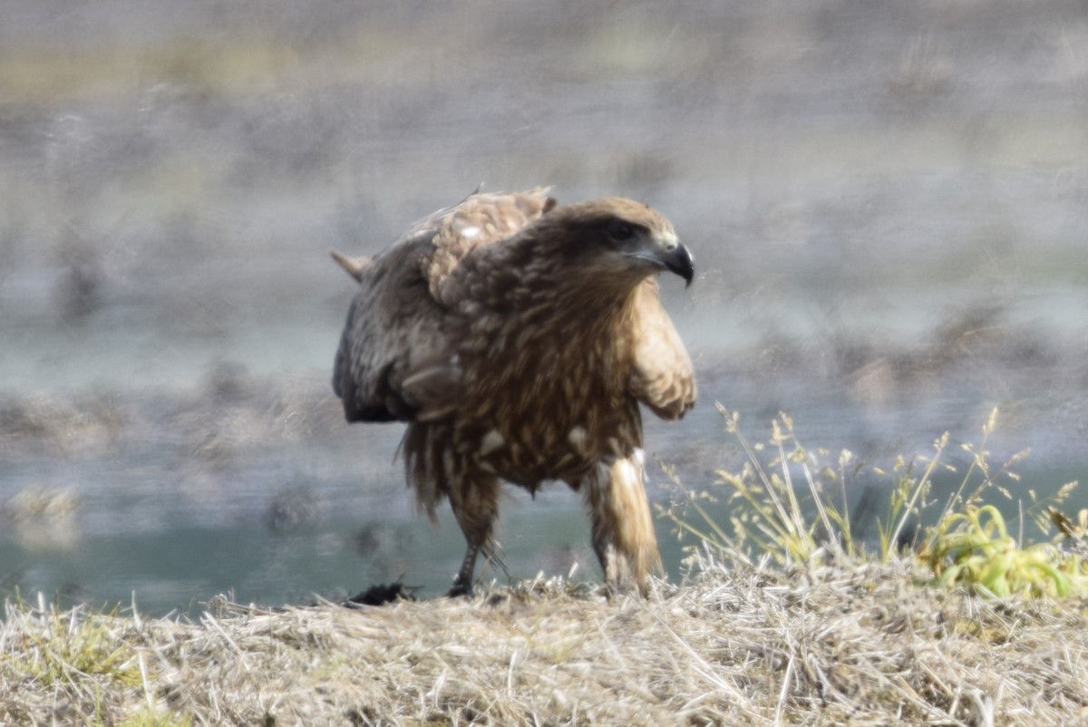 Black Kite - ML620554145