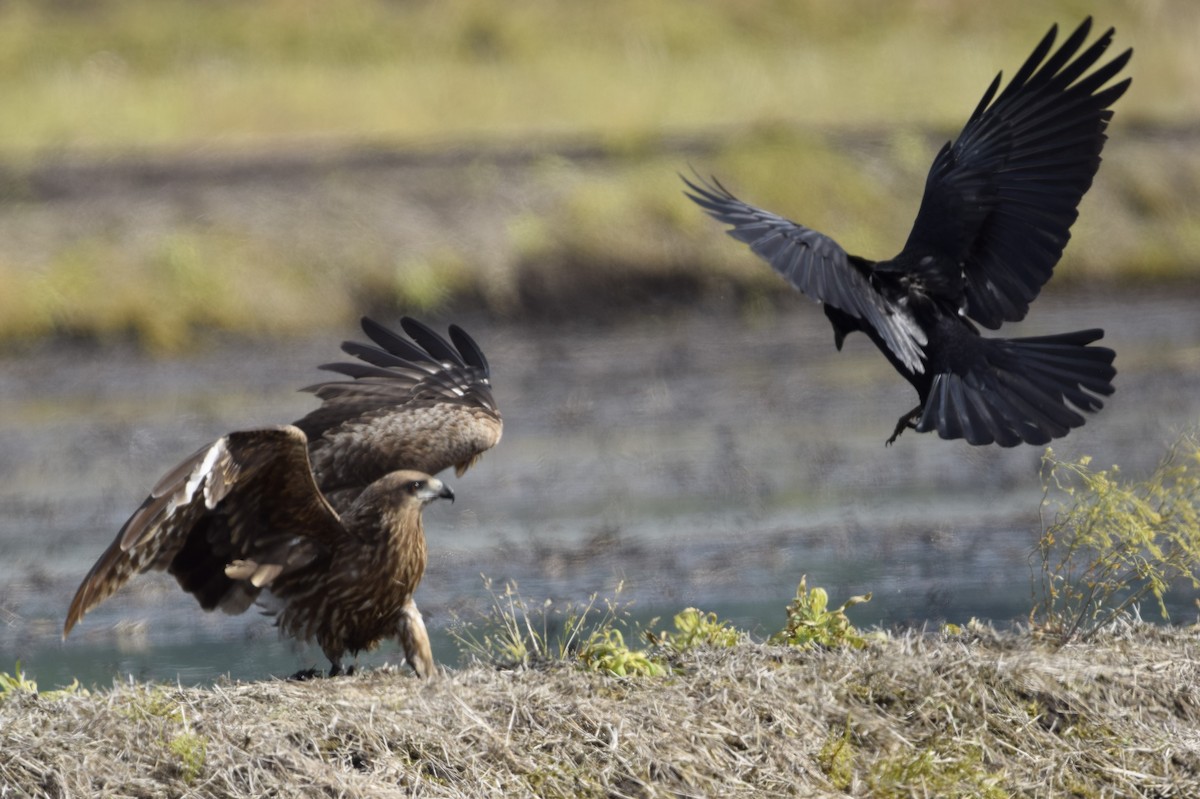 Large-billed Crow - ML620554147