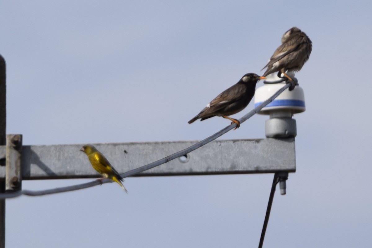 White-cheeked Starling - ML620554148